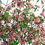 Dogwood Pink Blossom