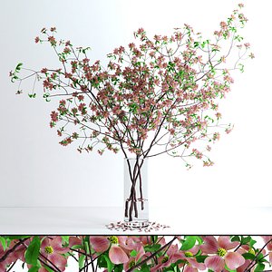 max realistic pink dogwood blossom