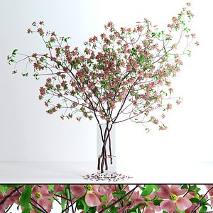 Dogwood Pink Blossom