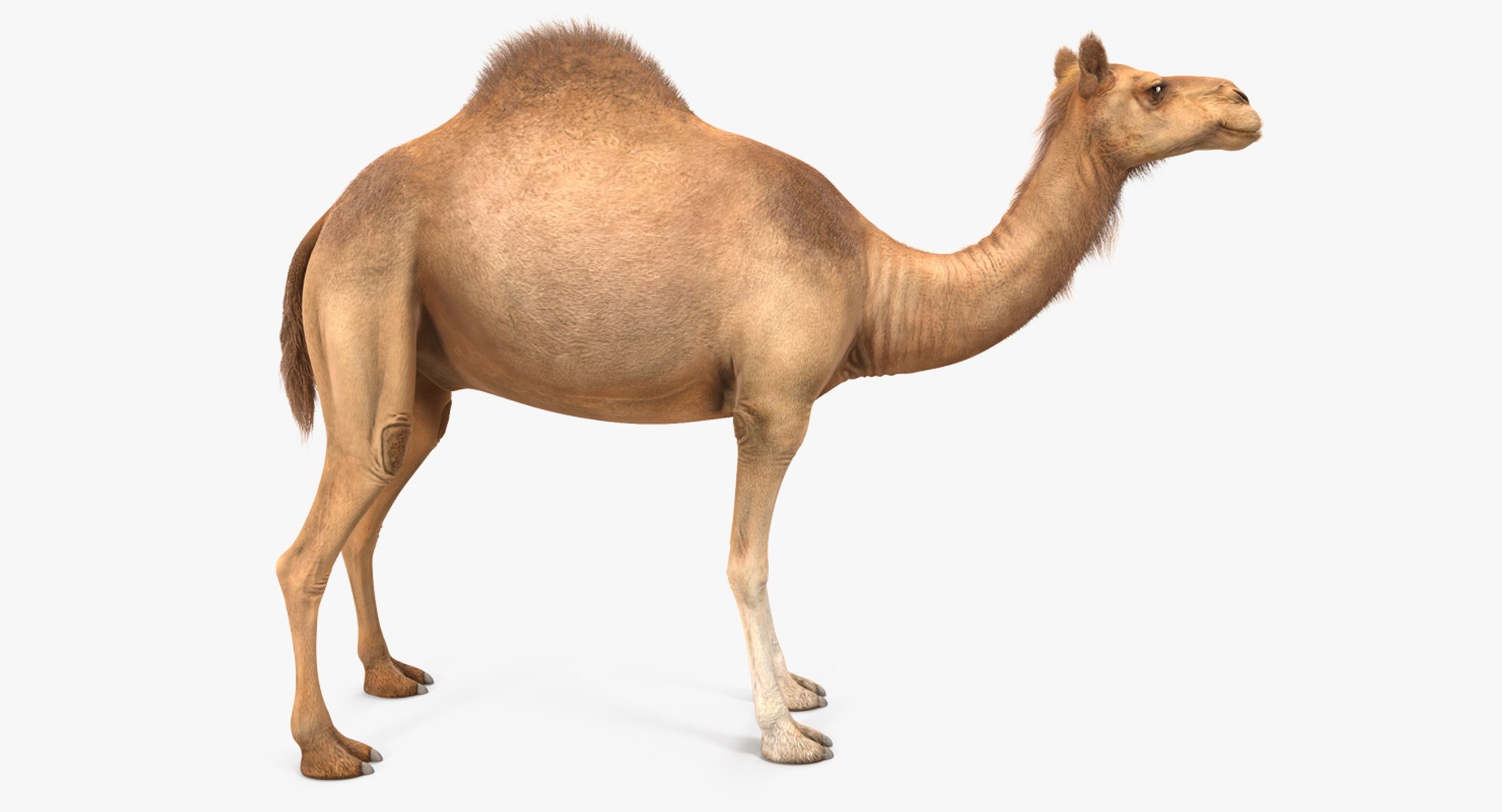 Camel with Fur 3D Model 3D model preview