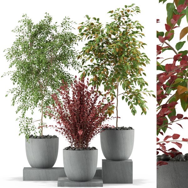 modelo 3d Colección de plantas 341 - TurboSquid 1655628