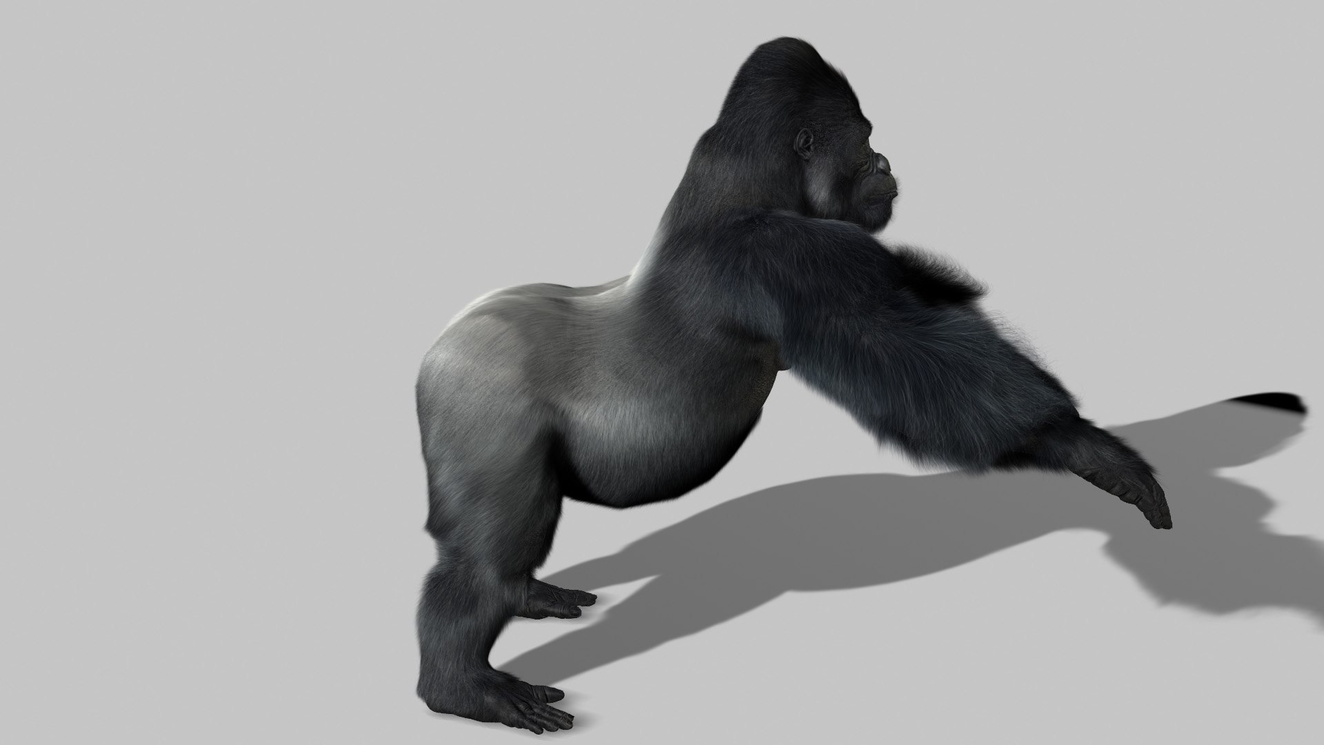 Gorilla Rigging Animation Max