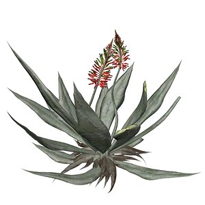 Aloe Vera Plant - 06 - 3D model
