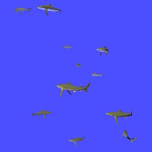 Animated Swarm of Many Sharks Swimming