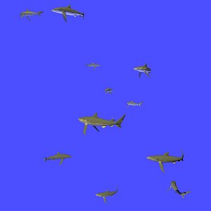 Animated Swarm of Many Sharks Swimming