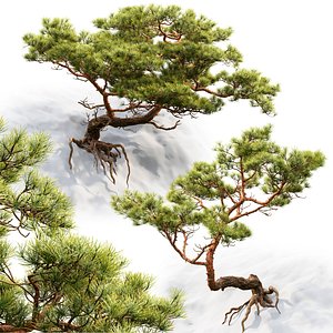 Pine on rock 01