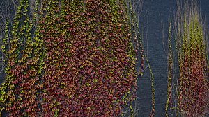 archicg plants ivywalls 1 3D model