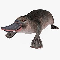 Platypus Pose 2