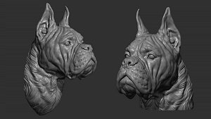 Deutscher Boxer head 3D model