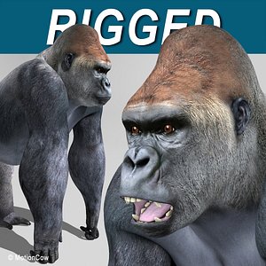 Gorilla