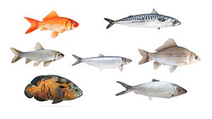 Fish Collection 3D model