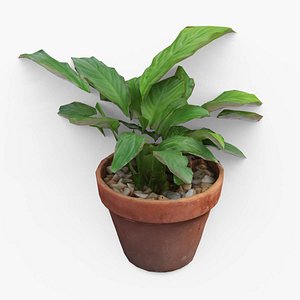 Peace Lily 3D