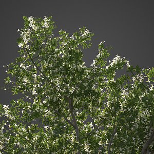 garden 3D model