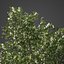 2021 PBR Common Jasmine Collection -Jasminum Officiale