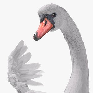 White Swan Swimming Animated Rigged for Blender