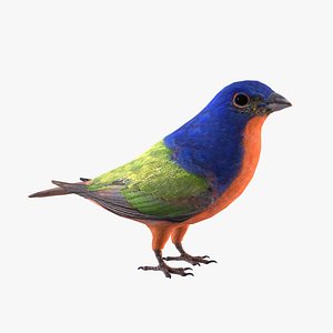 painted bunting 3D