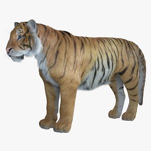 3D tiger fur model