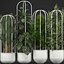 エキゾチックな植物のコレクション