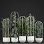 エキゾチックな植物のコレクション
