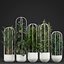 エキゾチックな植物のコレクション