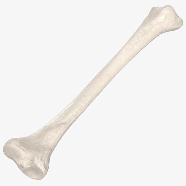 human tibia bone 01 3D model