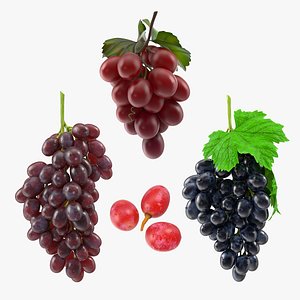 3D Grapes Collection 2