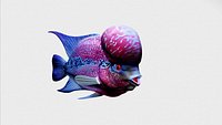 flowerhorn