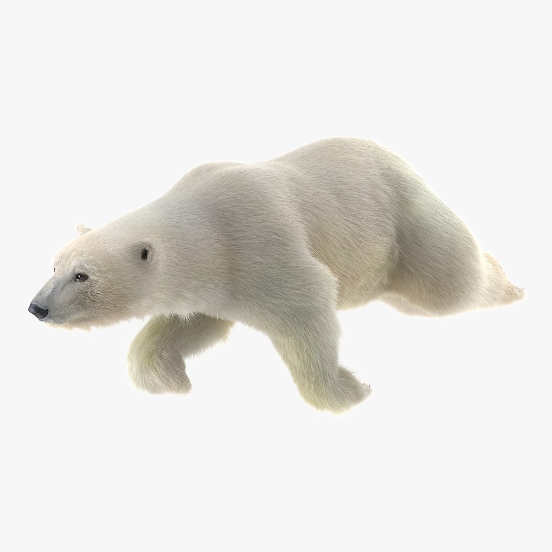 Polar Bear with Fur Swimming 3D Model 3D model preview
