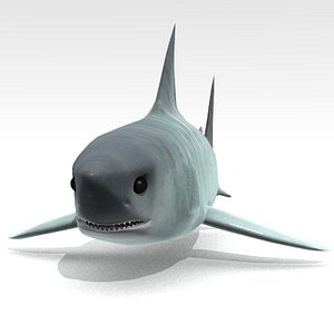 great white shark 3d model