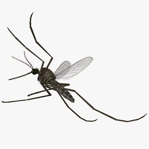 rigged common house mosquito model