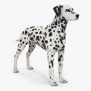 Dalmatian Dog Fur model