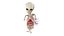 Fetus Anatomy Week 18 Static