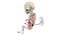 Fetus Anatomy Week 18 Static