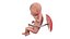 Fetus Anatomy Week 18 Static