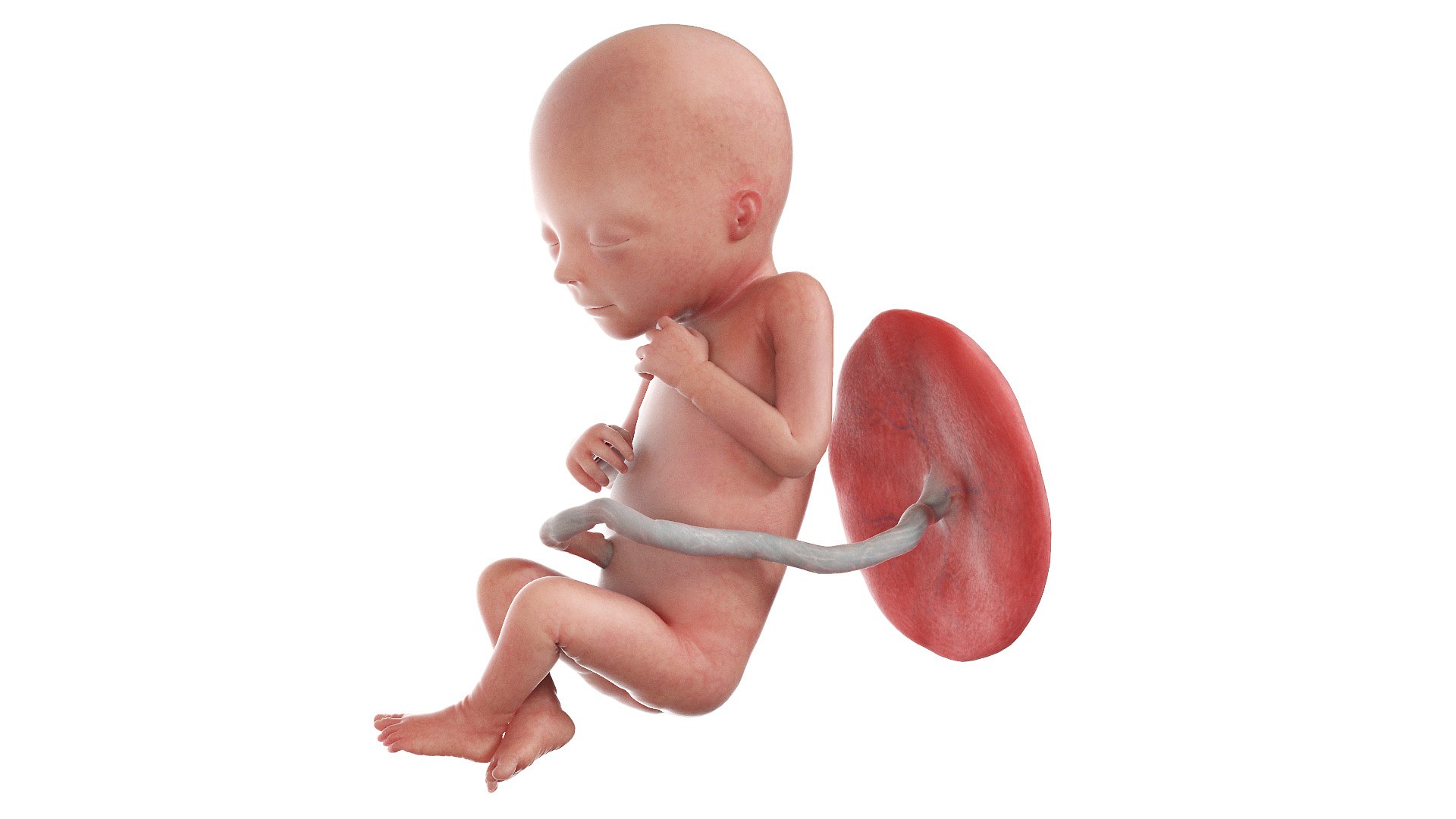 Fetus Anatomy Week 18 Static model https://p.turbosquid.com/ts-thumb/l9/AMEnU4/WL/fetus_week18f0000/jpg/1635930800/1920x1080/fit_q87/5a0dcb07ba0bad01eacbd7e20cdce2804e6fcf5e/fetus_week18f0000.jpg