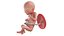 Fetus Anatomy Week 18 Static