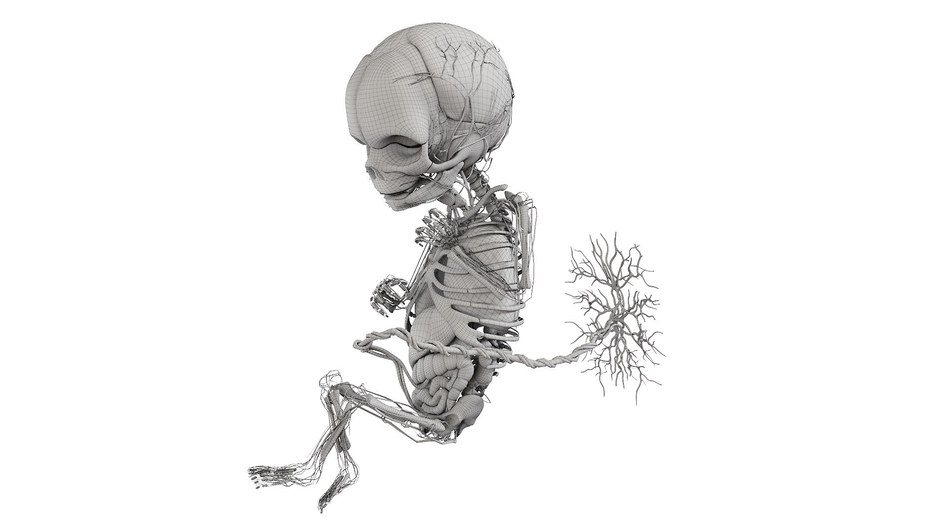 Fetus Anatomy Week 18 Static model https://p.turbosquid.com/ts-thumb/l9/AMEnU4/c8/fetus_week18f_anatomy_wire0003/jpg/1635930925/1920x1080/fit_q87/17bce38b3260039a7ff570acff34ffe5259d2a6b/fetus_week18f_anatomy_wire0003.jpg