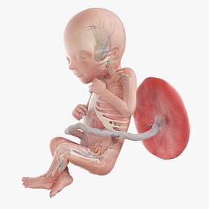 Fetus Anatomy Week 18 Static model