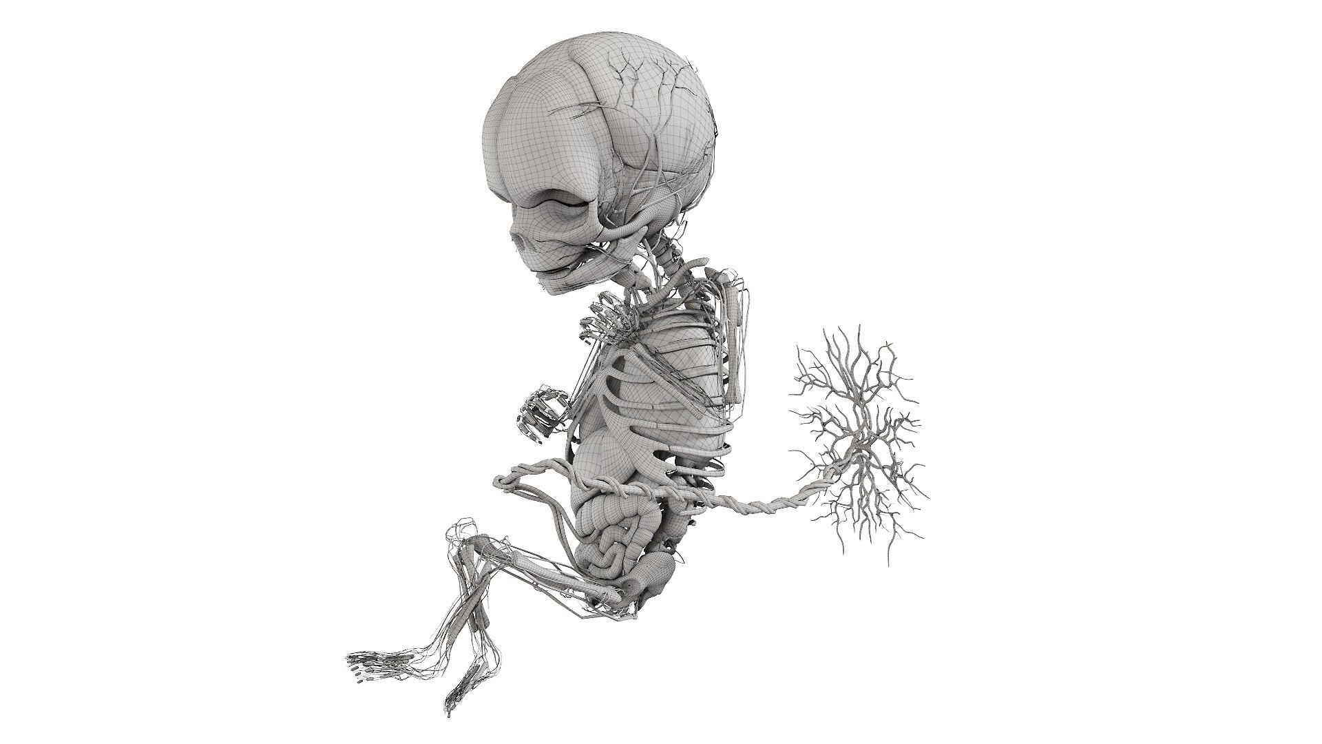 Fetus Anatomy Week 18 Static model https://p.turbosquid.com/ts-thumb/l9/AMEnU4/hp/fetus_week18f_anatomy_wire0002/jpg/1635930924/1920x1080/fit_q87/0d9ee277e8fd189d45b38b644d1e11fb03430fb5/fetus_week18f_anatomy_wire0002.jpg