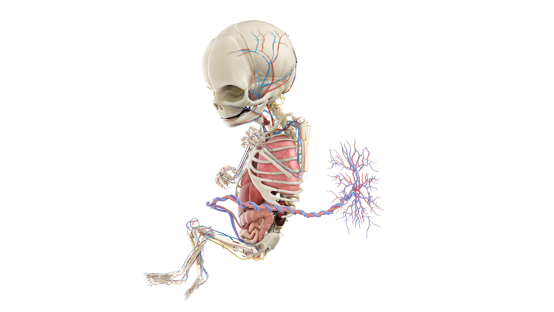 Fetus Anatomy Week 18 Static model https://p.turbosquid.com/ts-thumb/l9/AMEnU4/na/fetus_week18f_anatomy_turntable/jpg/1635881883/1920x1080/turn_fit_q99/e642fcb75f9493218868288d044f295b15a6a1b3/fetus_week18f_anatomy_turntable-1.jpg