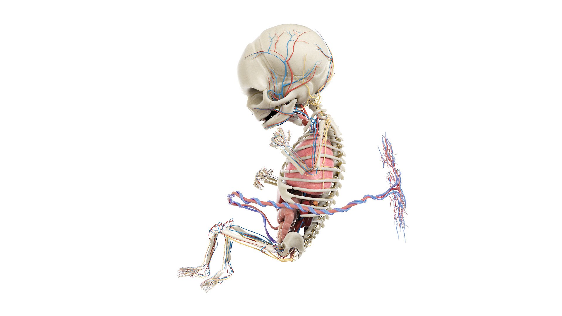 Fetus Anatomy Week 18 Static Model Biology Diagrams