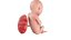 Fetus Anatomy Week 18 Static