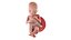 Fetus Anatomy Week 18 Static