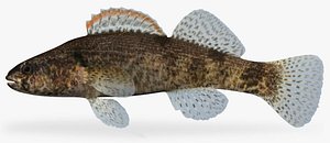 Etheostoma punctulatum  Stippled Darter
