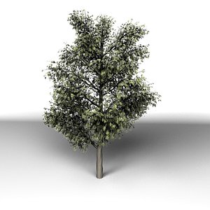 tree modo 3d model