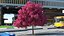 Handroanthus Impetiginosus Foliage