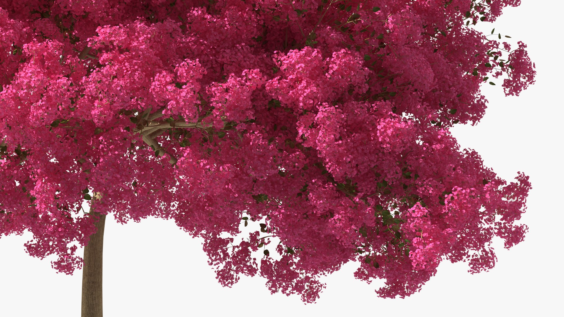 Handroanthus Impetiginosus Foliage 3D model https://p.turbosquid.com/ts-thumb/l9/LB5Jc4/8W/handroanthusimpetiginosusfoliagevray3dmodel011/jpg/1620091501/1920x1080/fit_q87/cfca2b74e4b63c988a4ac0578c483a7b0722add7/handroanthusimpetiginosusfoliagevray3dmodel011.jpg