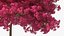 Handroanthus Impetiginosus Foliage