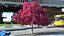 Handroanthus Impetiginosus Foliage