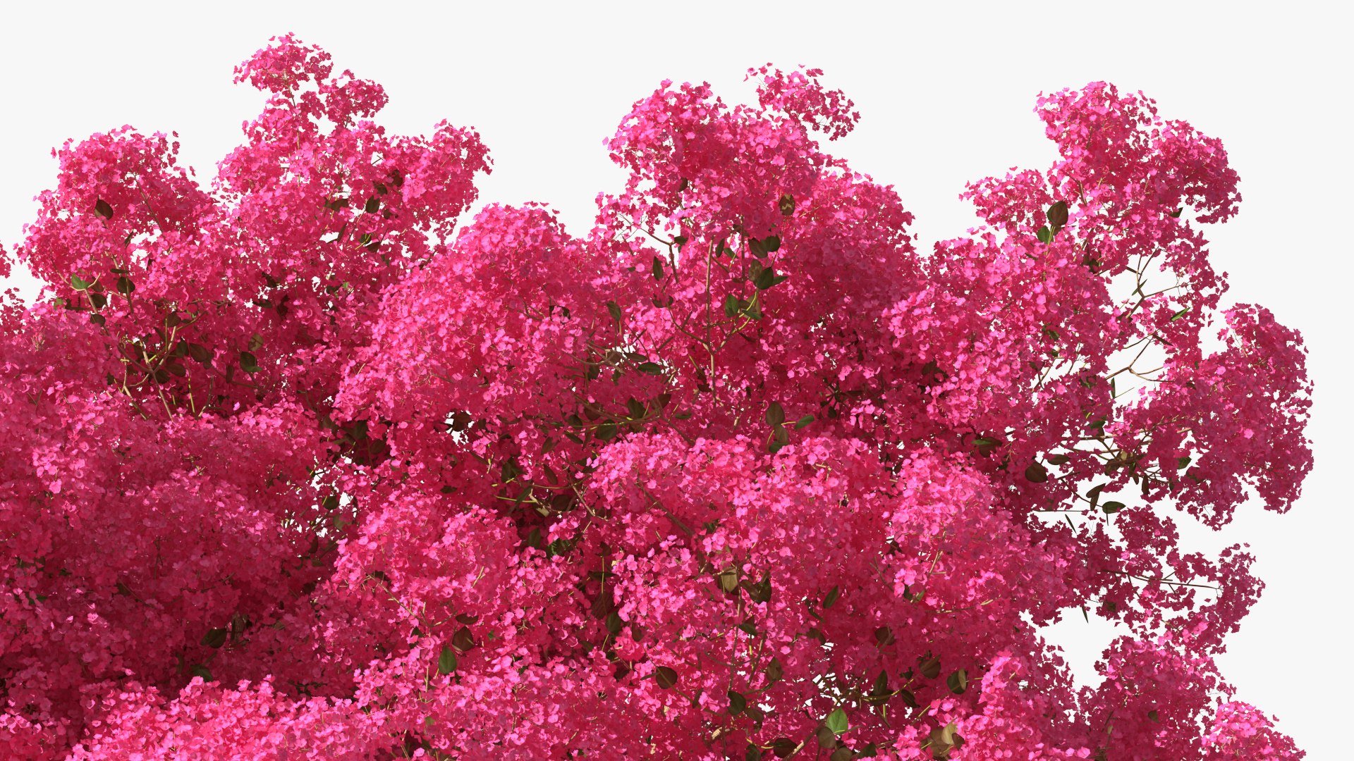 Handroanthus Impetiginosus Foliage 3D model https://p.turbosquid.com/ts-thumb/l9/LB5Jc4/DN/handroanthusimpetiginosusfoliagevray3dmodel010/jpg/1620091495/1920x1080/fit_q87/091042fc7e075d569376cd7322a0a5bc7944a581/handroanthusimpetiginosusfoliagevray3dmodel010.jpg